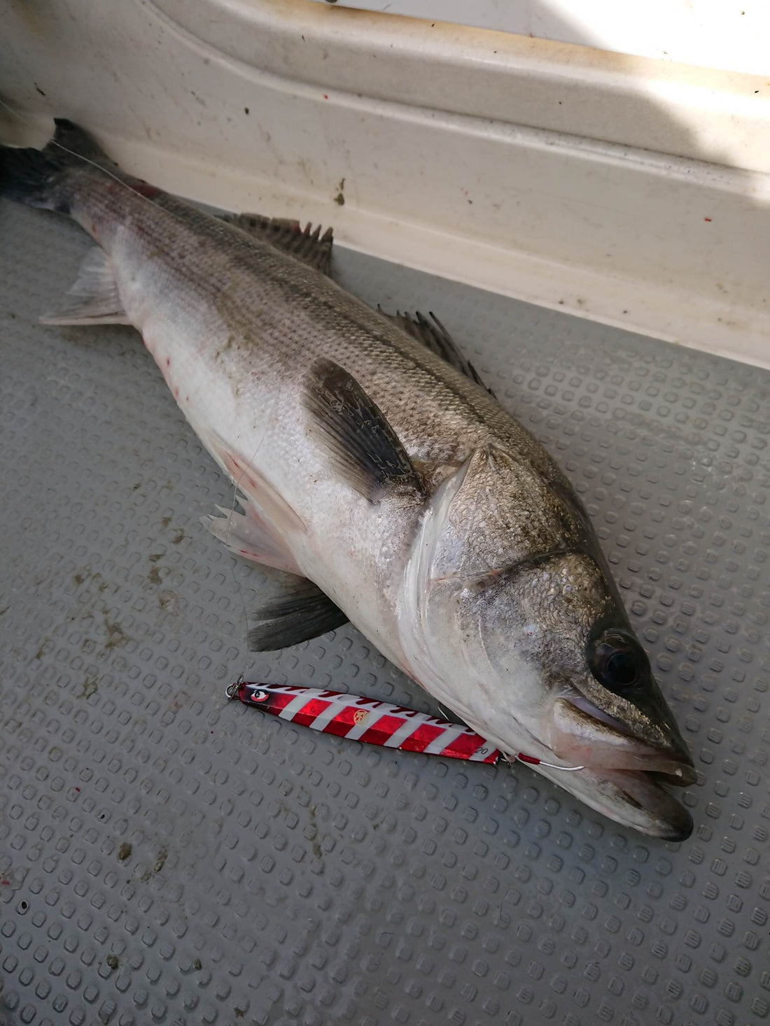 Field Test Report - Tokyo Bay, Seabass (Jan. 2023)